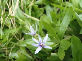 Water star grass flowers have 6 petals and the grass-like leaves grow in a rosette.