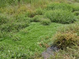 Water star grass infestation