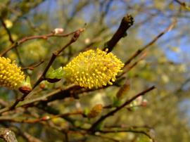 Male catkins of grey sallow