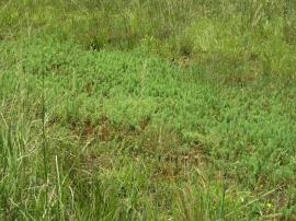 A parrot's feather infestation showing the erect emergent stems.