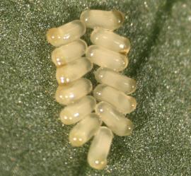 The madeira vine leaf-eating beetle lays small yellow eggs on the undersides of leaves.