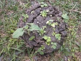 Tropical soda apple seedlings germinating in cattle manure.