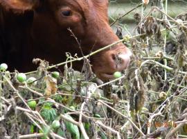 Cattle readily eat the fruit of tropical soda apple, and spread viable seeds.