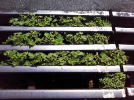 Tropical soda apple plants germinating under a cattle grid. 