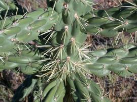 Rope pear has lumpy cylindrical stems and white spines.