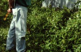 A dense infestation of Chinese violet smothering the ground and growing up to 1 m high.