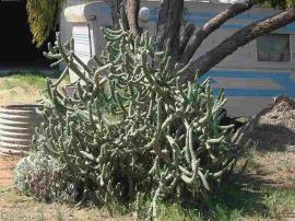 Cane cactus has many branched stems