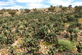 Boxing glove cactus infestation near Tibooburra