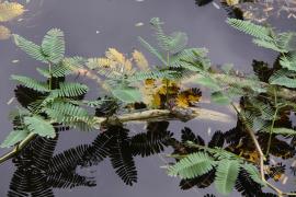 Water mimosa develop a spongy covering which helps them float.