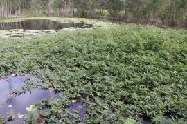 A dense floating infestation of water mimosa.