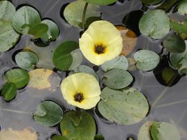 Water poppy flowers have 3 yellow petals and are on stems above the water.