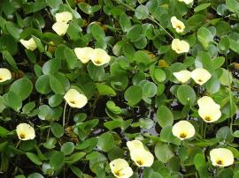 Water poppy plants form a thick, floating mat and can choke waterways and waterbodies.