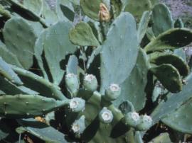 Common pear (Opuntia stricta) has round, greyish or bluish green pads.