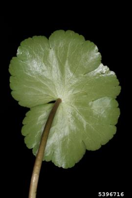 The leaf stalk attaches near the centre of the leaf. 