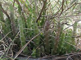 Carrion flower habit