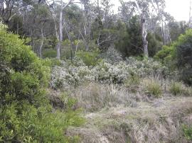 Spanish heath growing amongst native vegetation