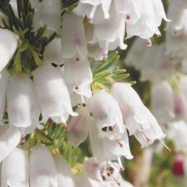 Spanish heath flowers are 4 to 5 mm long
