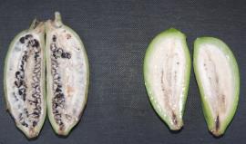 Seeded banana left compared to seedless lady finger