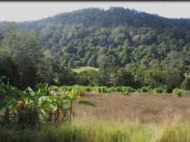 Seeded bananas can grow in full sun or shade