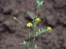 Cineraria is an upright herb with yellow daisy-like flowers.