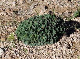 Sicilian sea lavender plants grow in clumps.