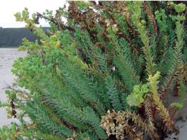 Sea spurge growing on coastal dunes