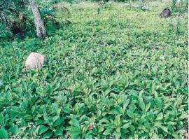 A thick ground cover of tobacco weed seedlings