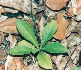 Tobacco weed seedling
