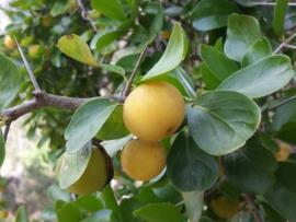 Female Kei apple plant showing fruit and thorns