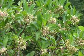 Shoebutton ardisia is a small tree with dense foliage. These branches have clusters of pale pink and white flowers.
