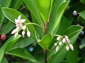 Close up of leaves with pink stalks and clusters of flower buds and flower.