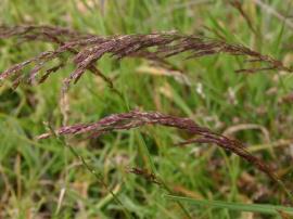 Young seed heads of brown-top bent