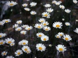 Ox-eye daisies