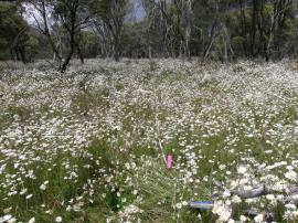 Ox-eye daisy infestation in Kosciuszko National Park