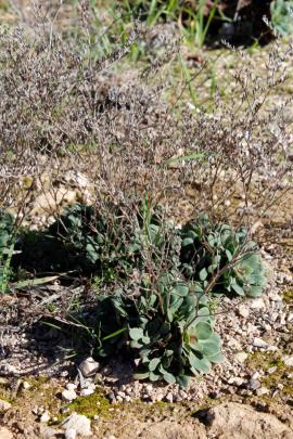 Sicilian sea lavender with dried flower stalks.