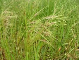 Cluster of Chilean needle grass plants with pale brown seeds and long awns