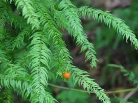 Snakefeather has fern-like cladodes and the fruit are orange to red when ripe.