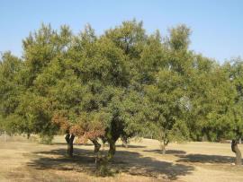 Willow rhus trees