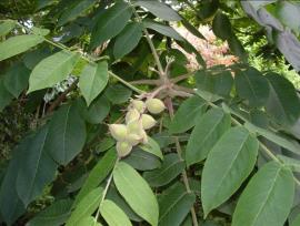 Fruit and leaves of Japanese walnut