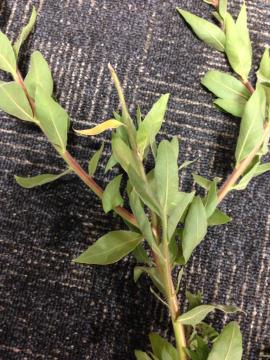 Clockweed leaves and stems