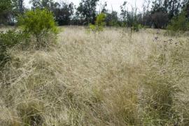 Chilean needle grass growing in bushland