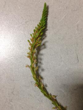 Clockweed flower spike