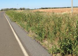 Roadside infestation of clockweed