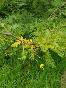 Honey locust tree showing oval shaped leaflets and sharp reddish thorns.