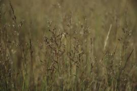 Flower heads of brown-top bent grass
