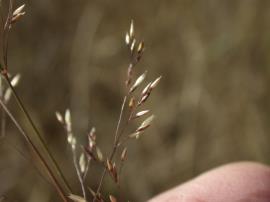Close up of brown-top bent grass seeds