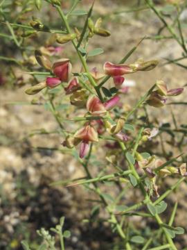 Camel thorn's  pea-like flowers are pinkish purple to red and yellow.