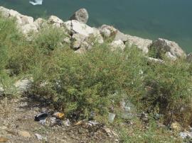 Camel thorn tolerates wet and dry conditions.