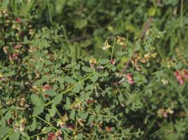 Camel thorn oval-shaped leaves that are yellow-green on the top side.