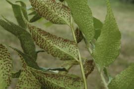Holly fern sori are on the underside of the leaf and contain spores.